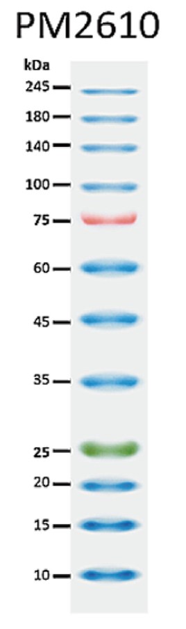 ExcelBand™ Enhanced 3-color High Range Protein Marker, 250 μl x 2