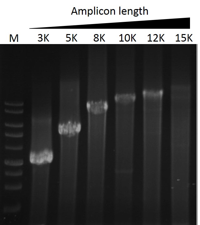 ExcelTaq™ Taq DNA Polymerase, (5 U/μl, 500 U)