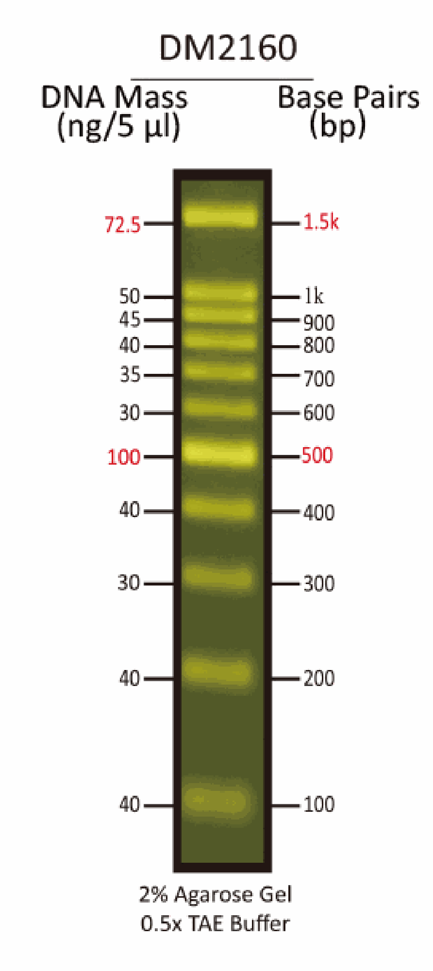 FluoroBand™ 100 bp Fluorescent DNA Ladder, 500 μl