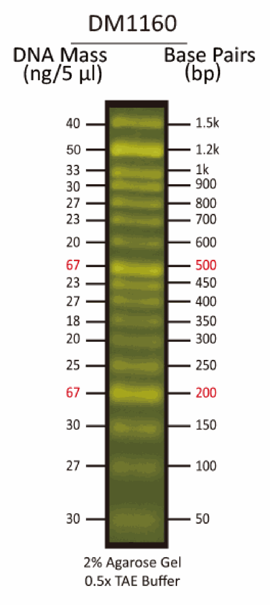 FluoroBand™ 50 bp Fluorescent DNA Ladder, 500 ul