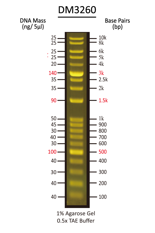 FluoroBand™ 1 KB Plus (0.1-10 kb) Fluorescent DNA Ladder, 500 μl