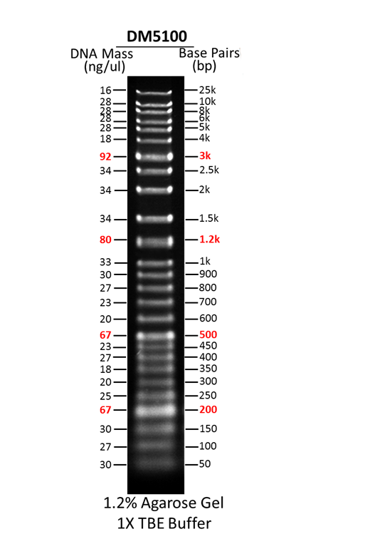 ExcelBand™ Super Range DNA Ladder (50 bp-25 kb), 500 μl