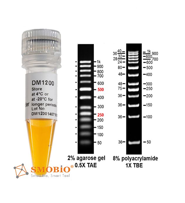 dm1200 accuband 50 bp dna ladder ii 500 ml