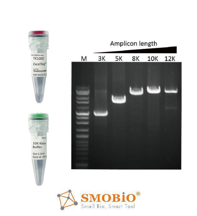 tk1000 exceltaq klen taq dna polymerase