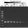 ExcelTaq™ Taq DNA Polymerase, (5 U/μl, 500 U)