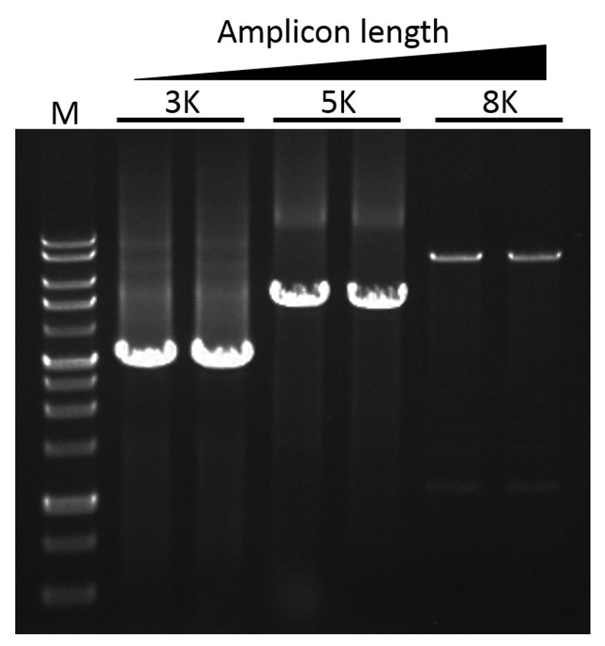 Terra pcr direct polymerase mix