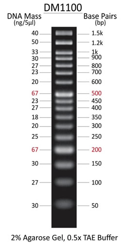 ExcelBand™ 50 bp DNA Ladder, 500 μl