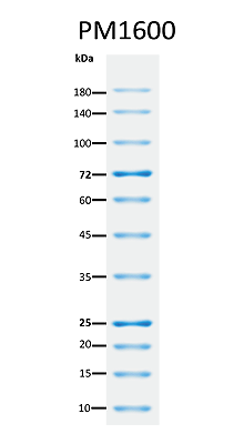 ExcelBand™ All Blue Regular Range Plus Protein Marker, 250 μl x 2