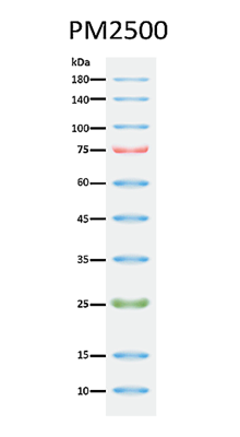 ExcelBand™ 3-color Regular Range Protein Marker, 250 μl x 2