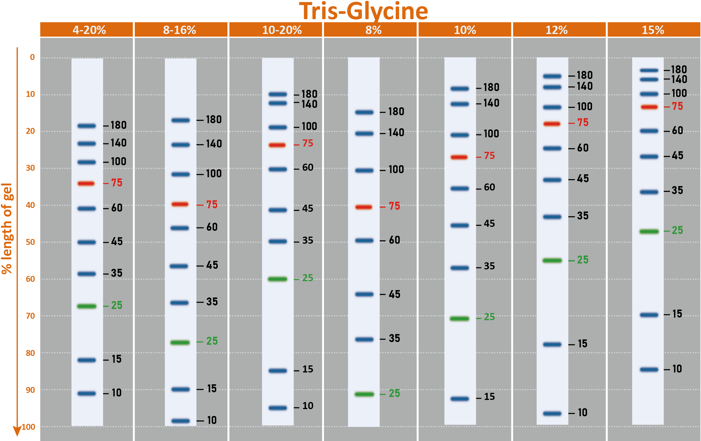 ExcelBand™ 3-color Regular Range Protein Marker, 250 μl x 2