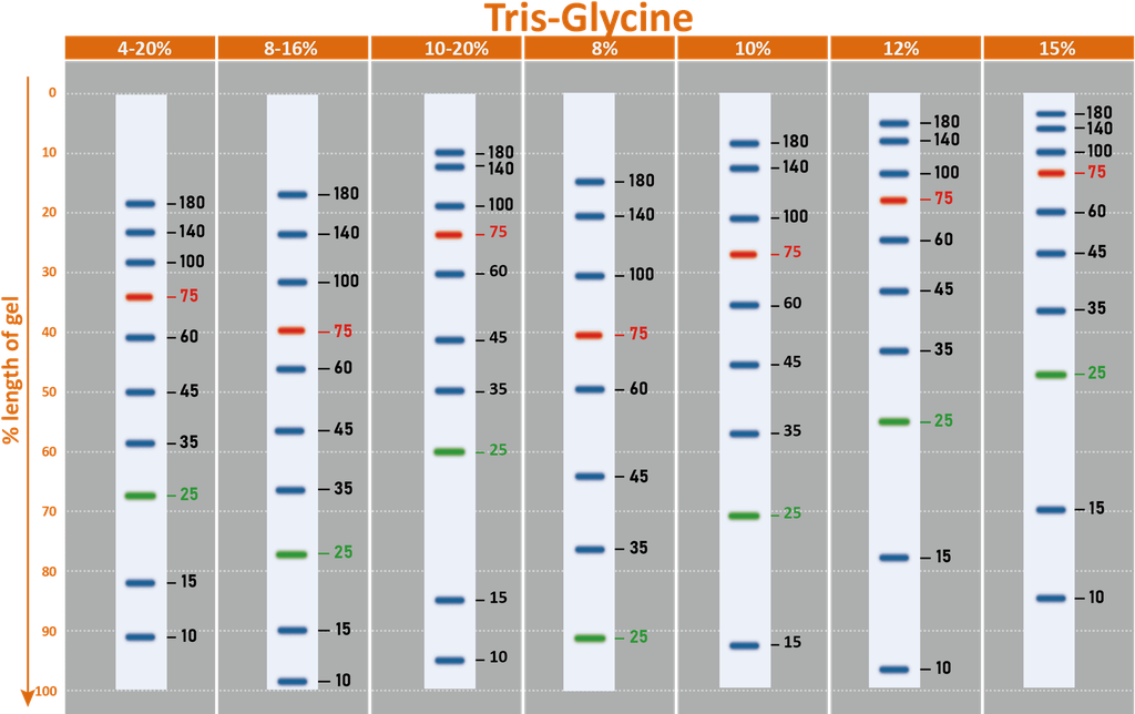 ExcelBand™ 3-color Regular Range Protein Marker, 250 μl x 2