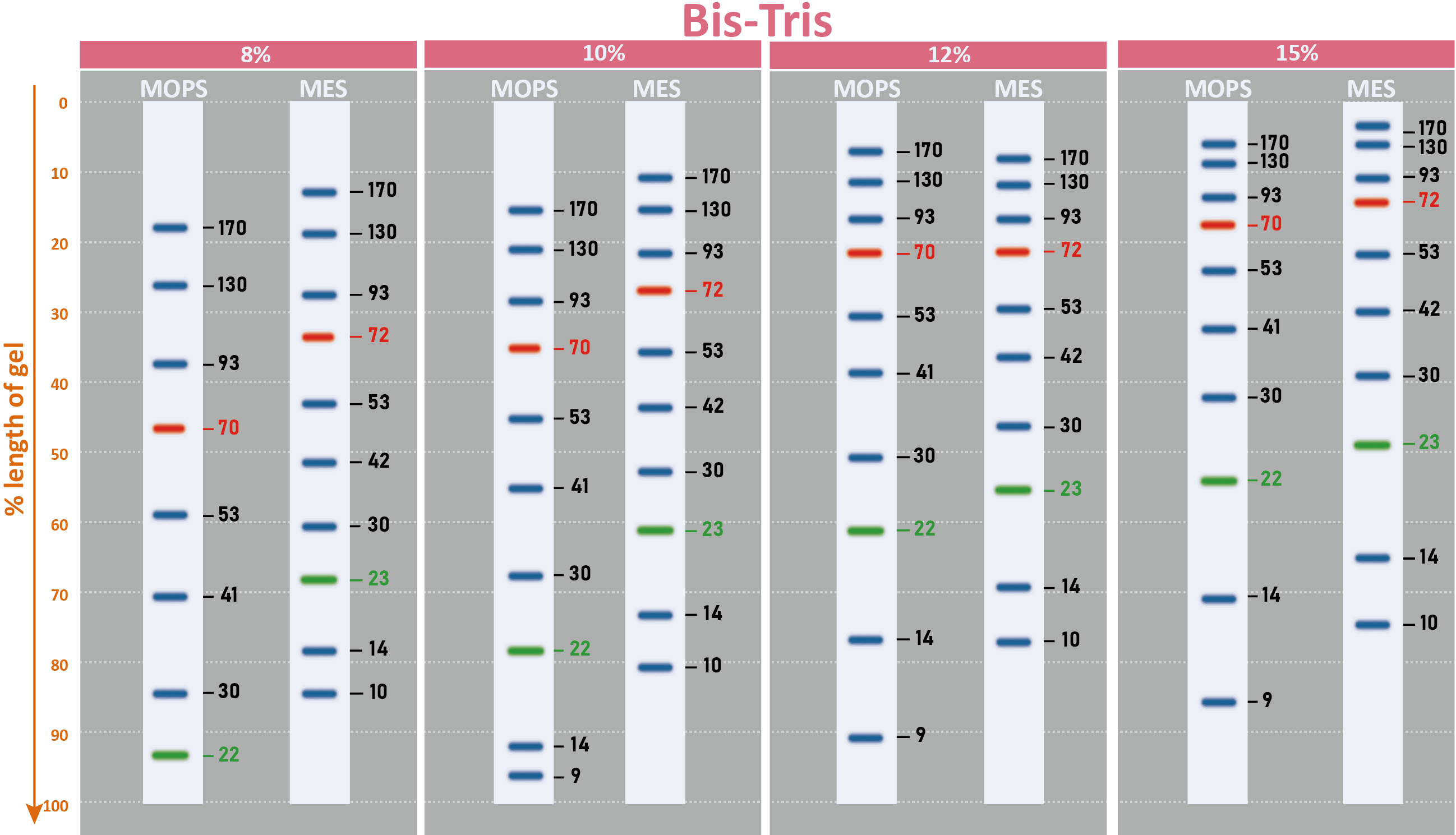 ExcelBand™ 3-color Regular Range Protein Marker, 250 μl x 2