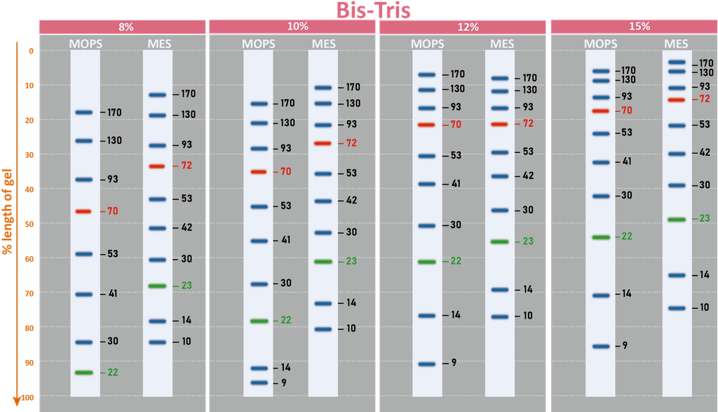 ExcelBand™ 3-color Regular Range Protein Marker, 250 μl x 2