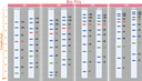 ExcelBand™ 3-color Regular Range Protein Marker, 250 μl x 2