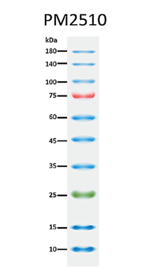 ExcelBand™ Enhanced 3-color Regular Range Protein Marker, 250 μl x 2