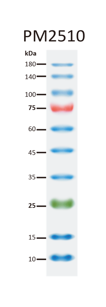 ExcelBand™ Enhanced 3-color Regular Range Protein Marker, 250 μl x 2