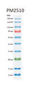 ExcelBand™ Enhanced 3-color Regular Range Protein Marker, 250 μl x 2