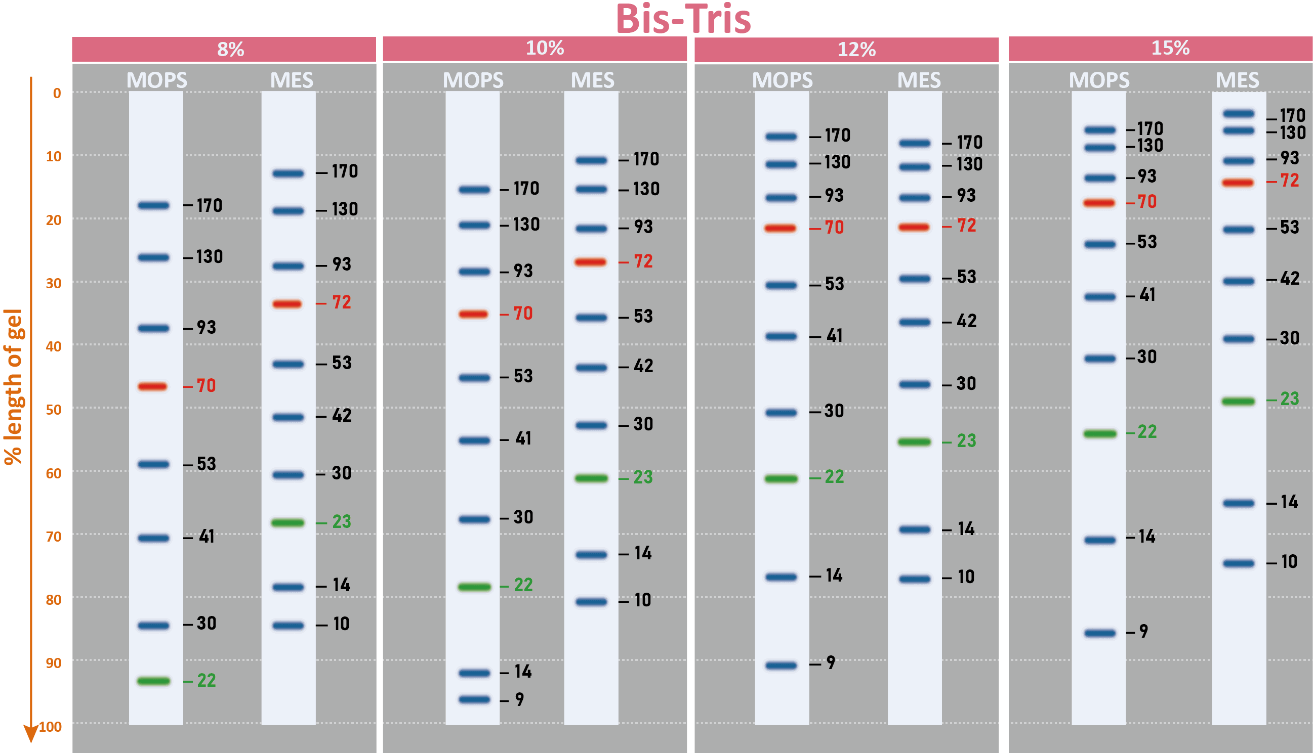 ExcelBand™ Enhanced 3-color Regular Range Protein Marker, 250 μl x 2