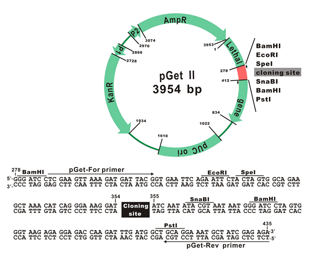 GetClone™ PCR Cloning Vector II, 20 Rxn