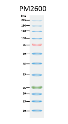 ExcelBand™ 3-color High Range Protein Marker, 250 μl x 2