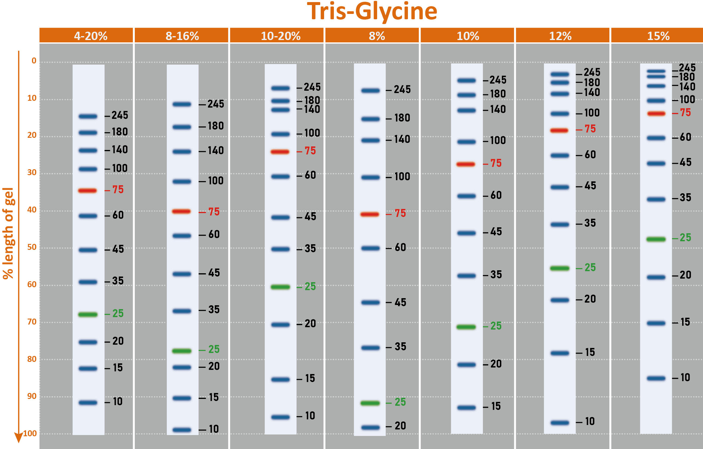 ExcelBand™ 3-color High Range Protein Marker, 250 μl x 2