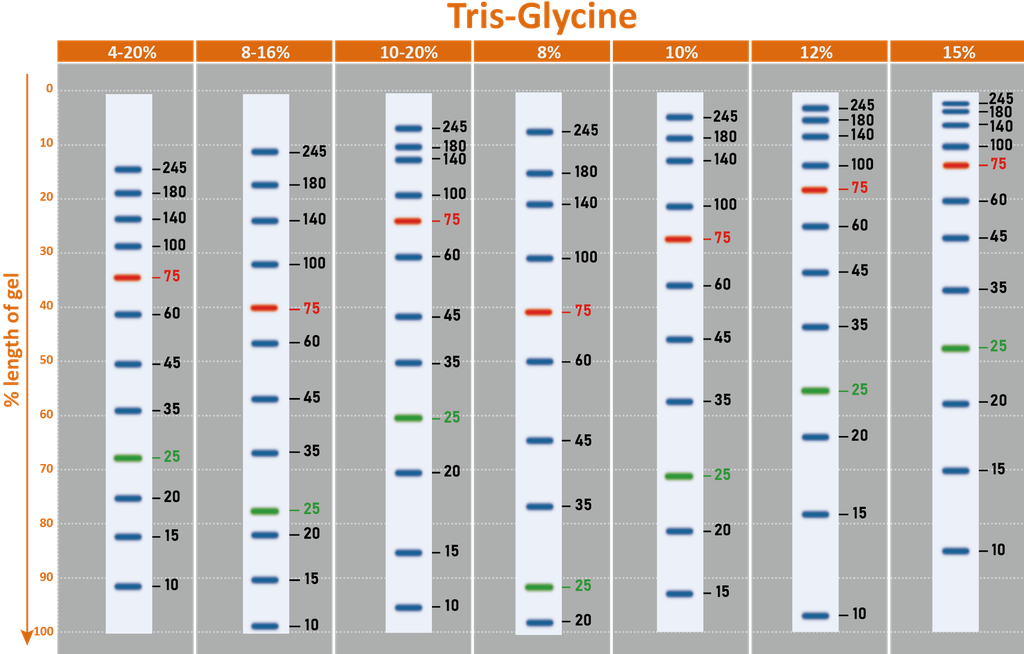 ExcelBand™ 3-color High Range Protein Marker, 250 μl x 2