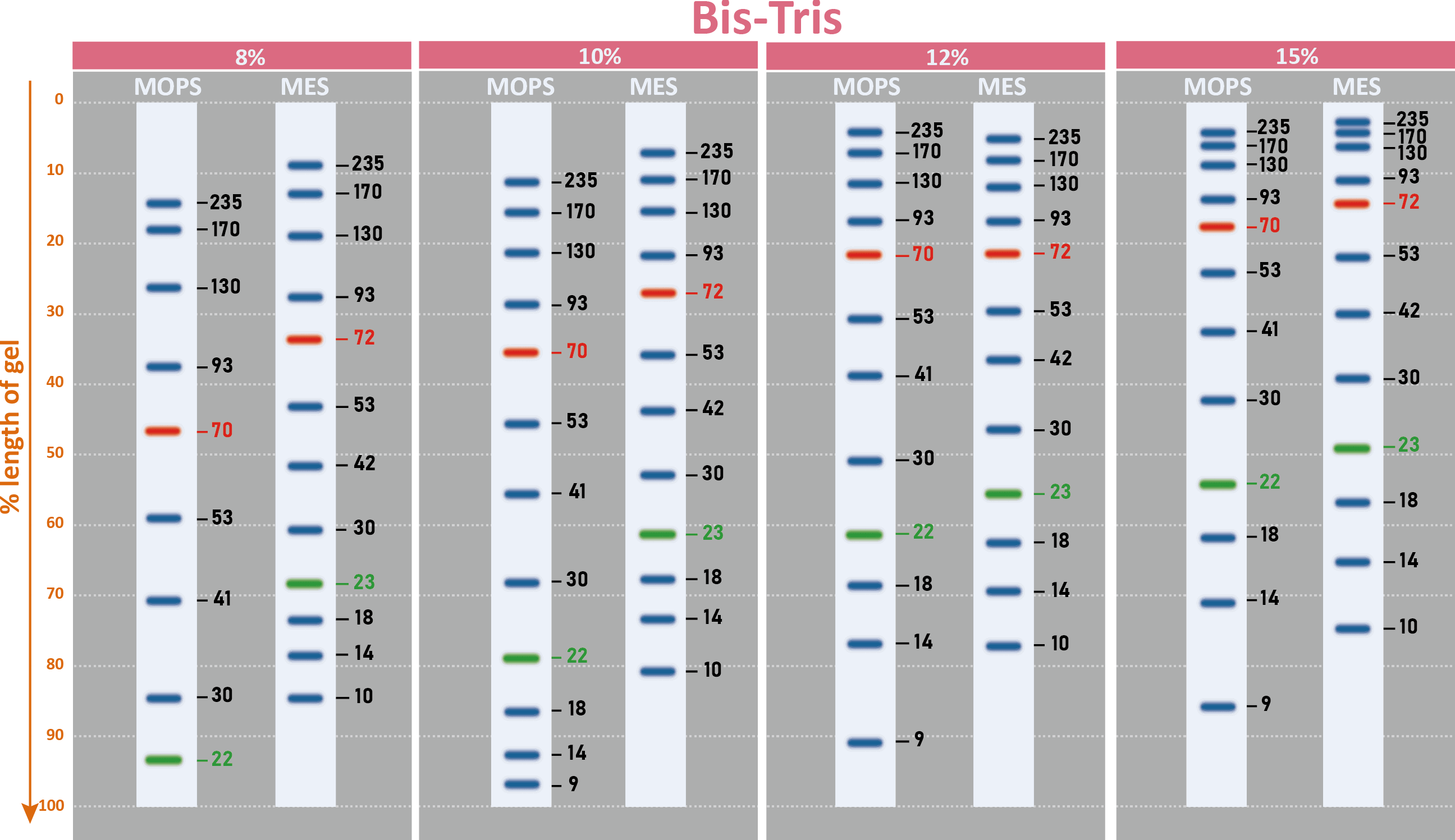 ExcelBand™ 3-color High Range Protein Marker, 250 μl x 2