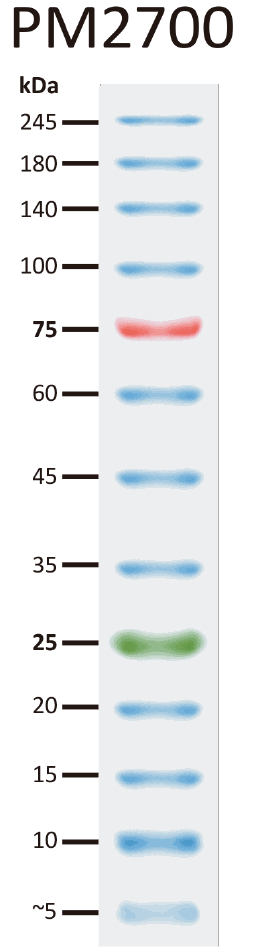 ExcelBand™ 3-color Broad Range Protein Marker, 250 μl x 2