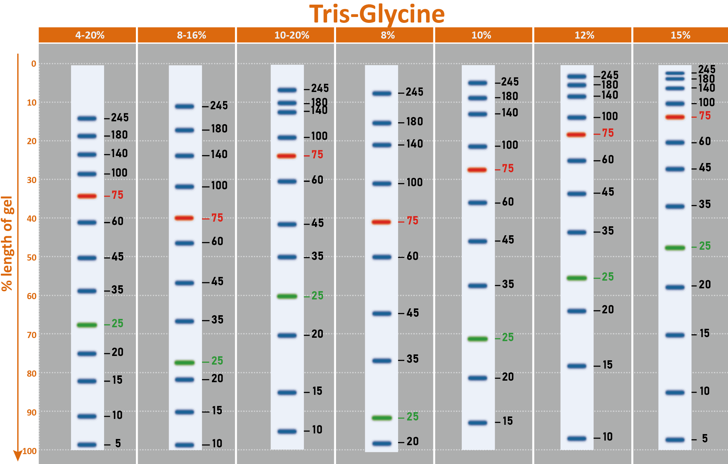 ExcelBand™ 3-color Broad Range Protein Marker, 250 μl x 2