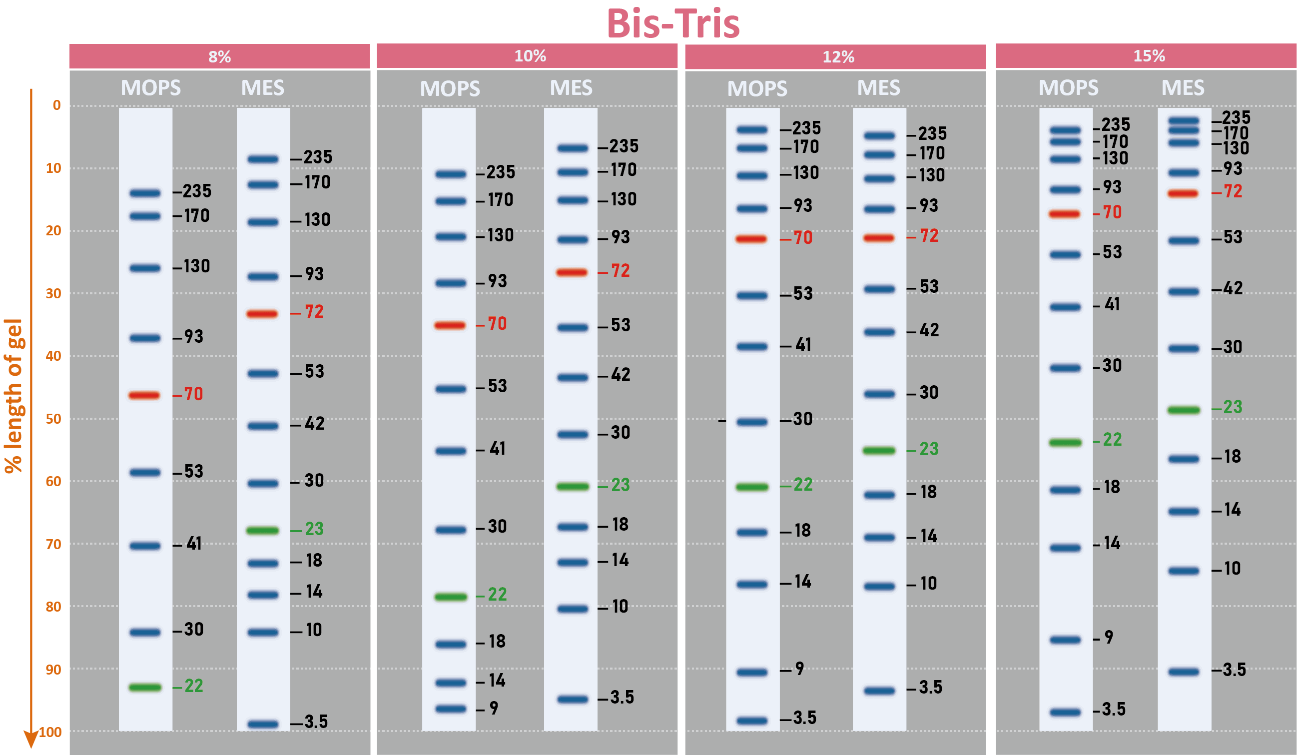 ExcelBand™ 3-color Broad Range Protein Marker, 250 μl x 2