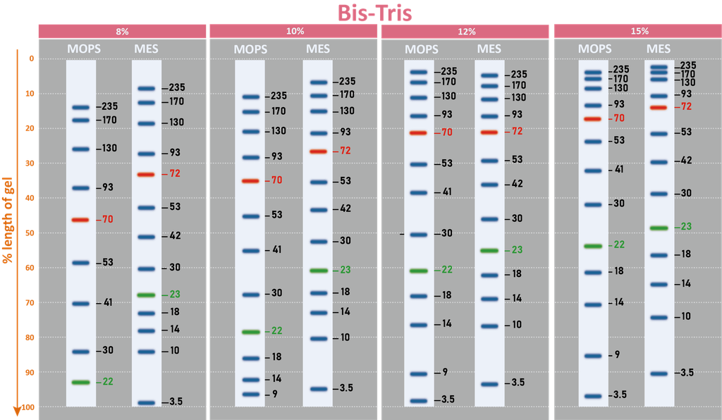 ExcelBand™ 3-color Broad Range Protein Marker, 250 μl x 2