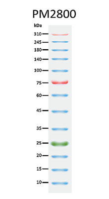 ExcelBand™ 3-color Extra Range Protein Marker, 250 μl x 2