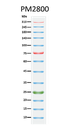 ExcelBand™ 3-color Extra Range Protein Marker, 250 μl x 2