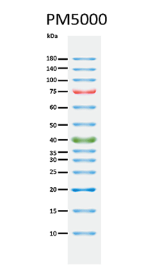 ExcelBand™ 3-color Pre-stained Protein Ladder, Regular Range, 250 μl x 2