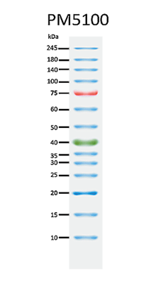ExcelBand™ 3-color Pre-stained Protein Ladder, High Range, 250 μl x 2