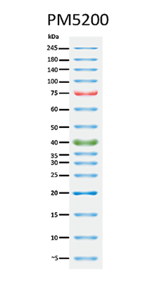 ExcelBand™ 3-color Pre-stained Protein Ladder, Broad Range, 250 μl x 2