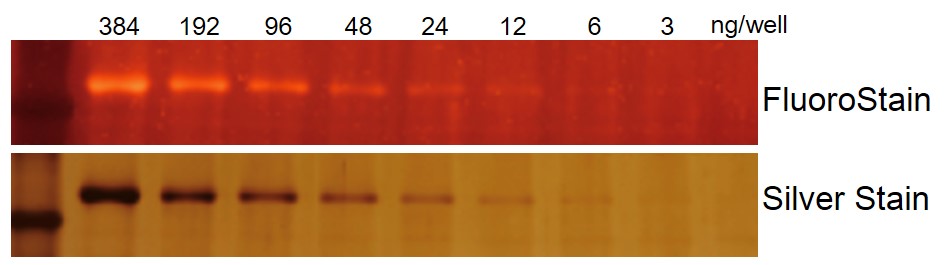 FluoroStain™ Protein Fluorescent Staining Dye (Red, 1,000X), 1 ml