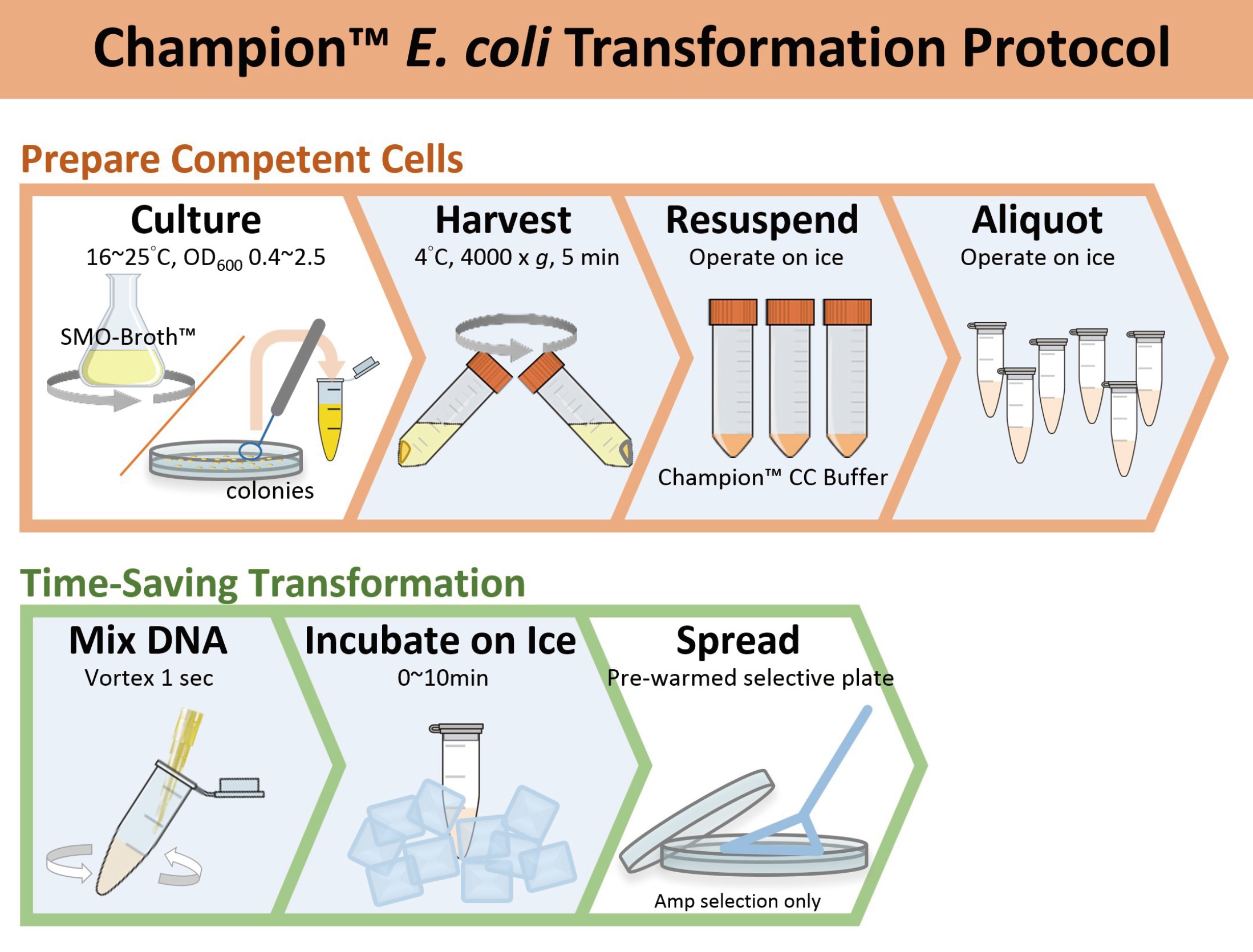 Champion™ E. coli Transformation Kit, 200 RXN