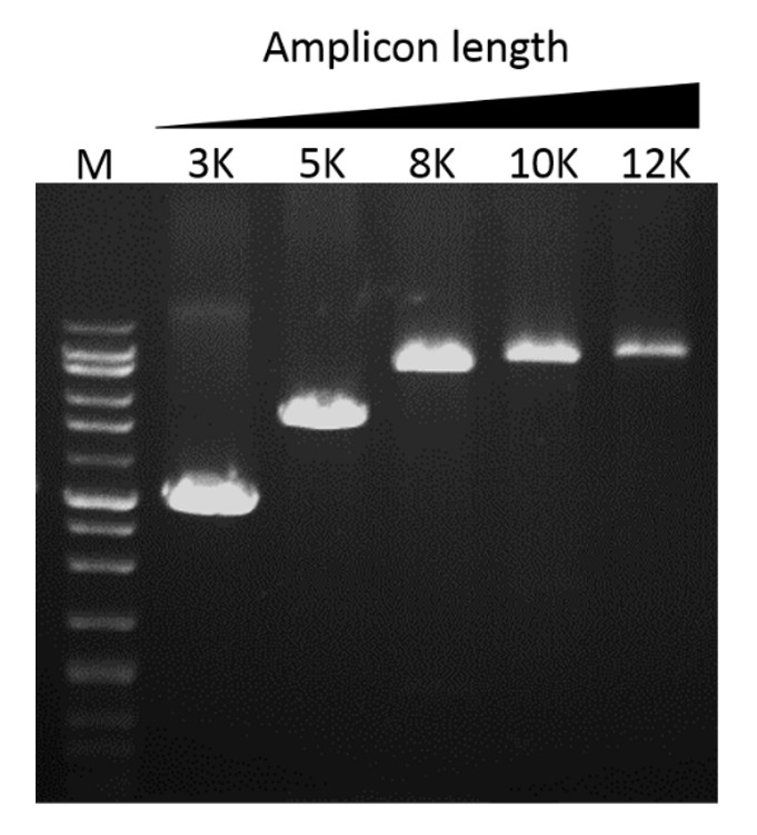 SMO-HiFi™ DNA Polymerase, (1 U/μl, 100 U)