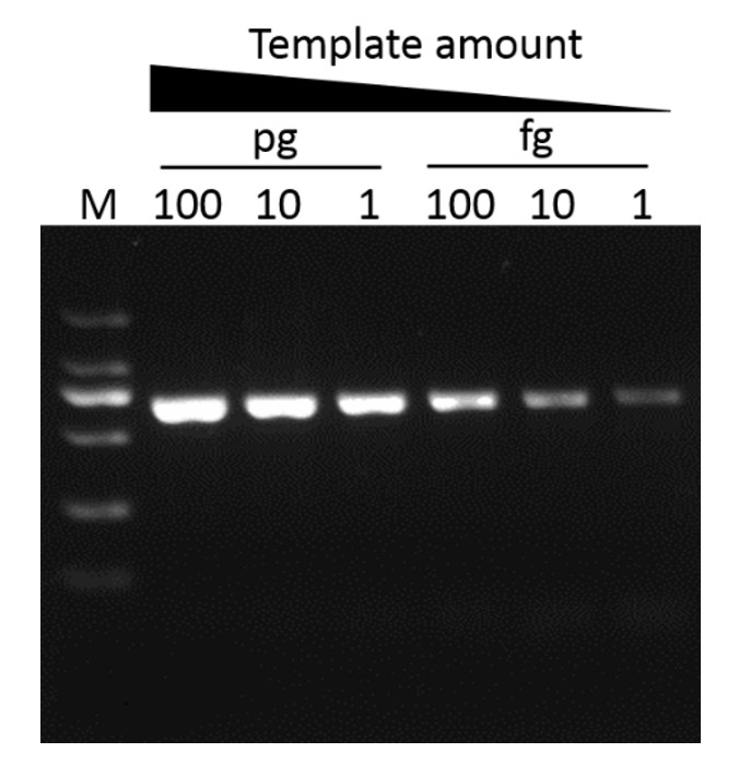 SMO-HiFi™ DNA Polymerase, (1 U/μl, 100 U)