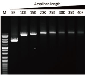 G-HiFi™ DNA Polymerase, (1 U/μl, 100 U)