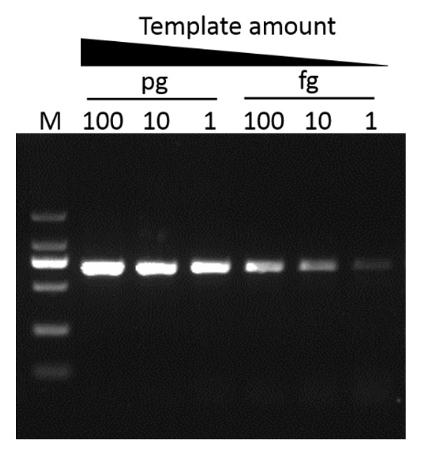 G-HiFi™ DNA Polymerase, (1 U/μl, 100 U)