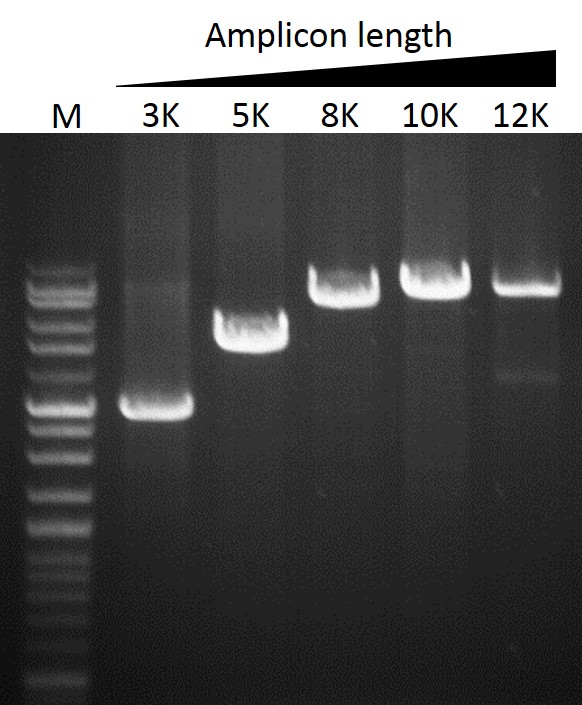 ExcelTaq™ Klen-Taq DNA Polymerase, (5 U/μl, 500 U)