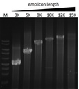 ExcelTaq™ Taq DNA Polymerase, (5 U/μl, 500 U)