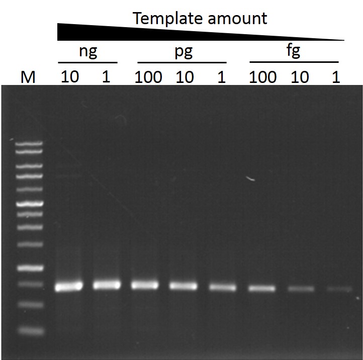 ExcelTaq™ Taq DNA Polymerase, (5 U/μl, 500 U)