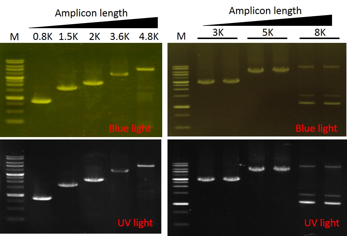 ExcelTaq™ 5X Fluorescent PCR Master Mix, 200 RXN