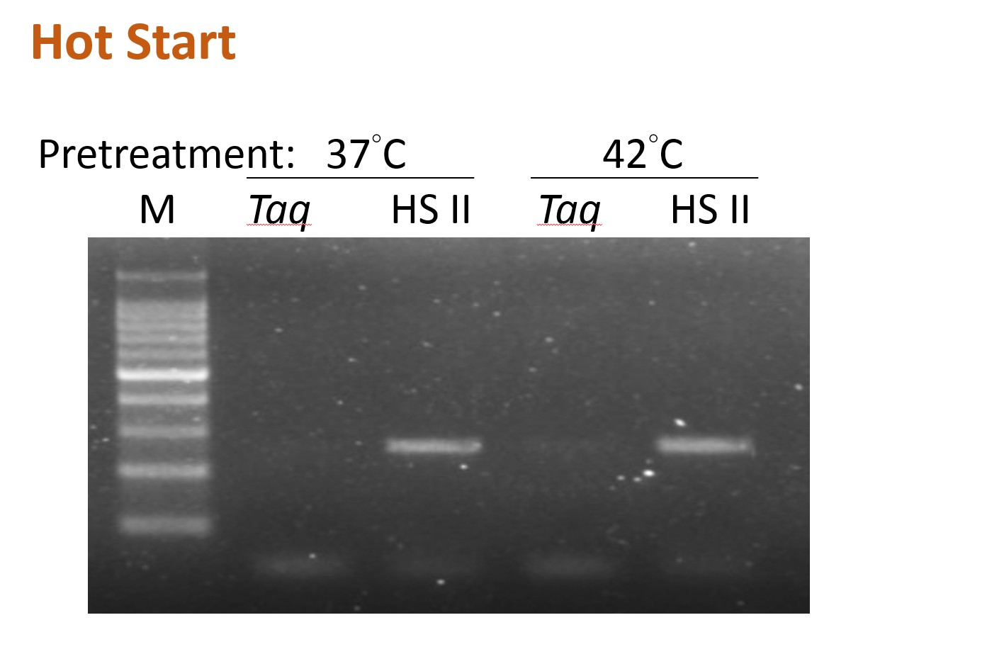 ExcelTaq™ Hot Start II DNA Polymerase (5 U/μl, 500 U)