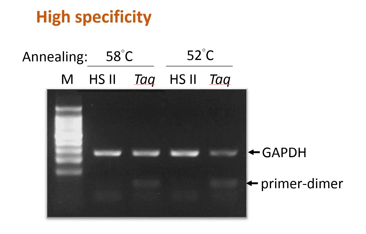 ExcelTaq™ Hot Start II DNA Polymerase (5 U/μl, 500 U)