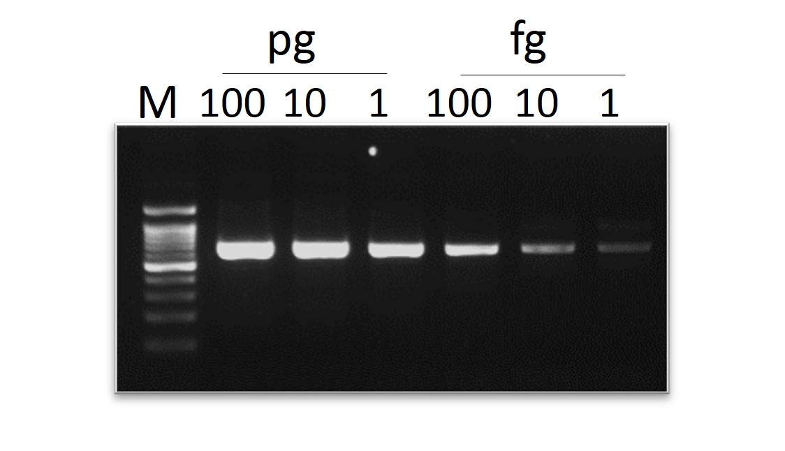 ExcelTaq™ Hot Start II DNA Polymerase (5 U/μl, 500 U)