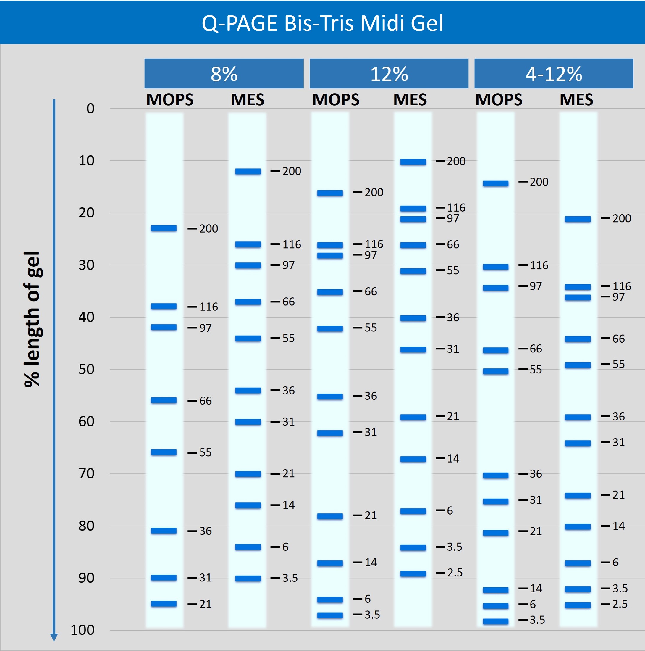 [QP3510] Q-PAGE™ Bis-Tris Precast Gel (Midi, 12 wells, 4-12%), 10 gels